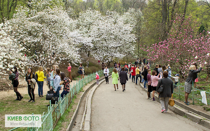Цвітіння магнолії в Києві - фотографії