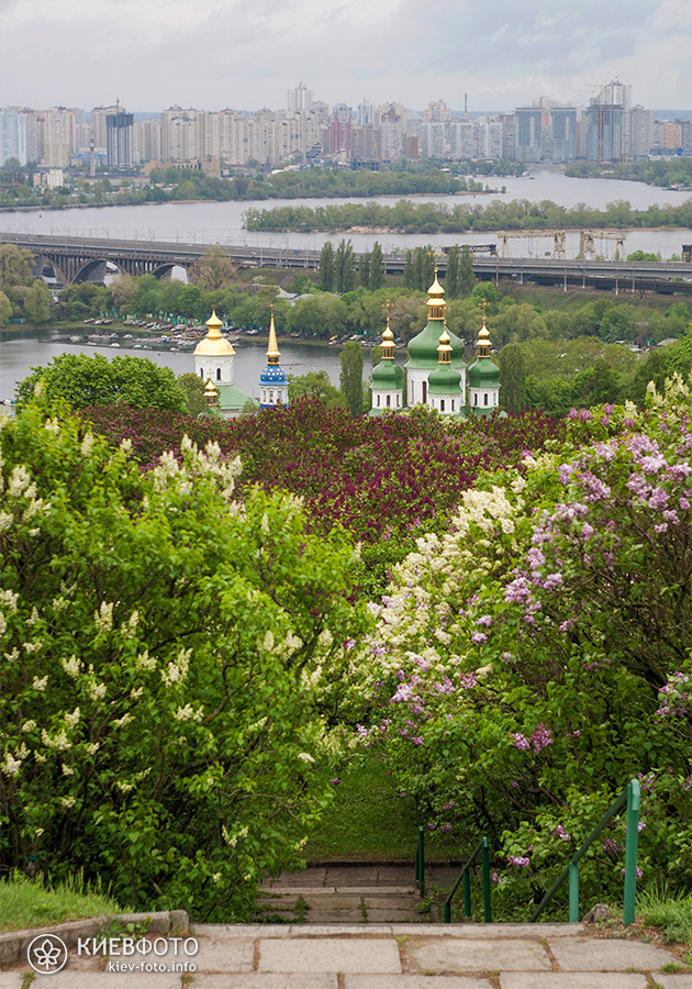 Цвітіння бузку в Києві - фотографії (де і коли цвіте бузок в Києві)